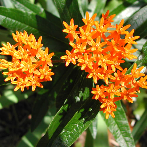 Asclepias tuberosa